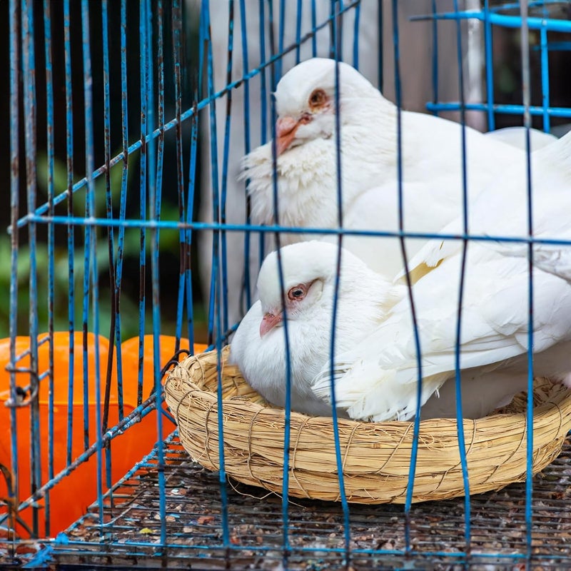 Eorbow 6 Packs Woven Straw Bird Nests, 8" Handmade Flat Base Spawning Nest, Small Animal Breeding Bed Hatch House Cage Accessories for Dove Pigeon Parrot Cuckoo Sparrow Rabbits Chinchillas Hamster - Image 5